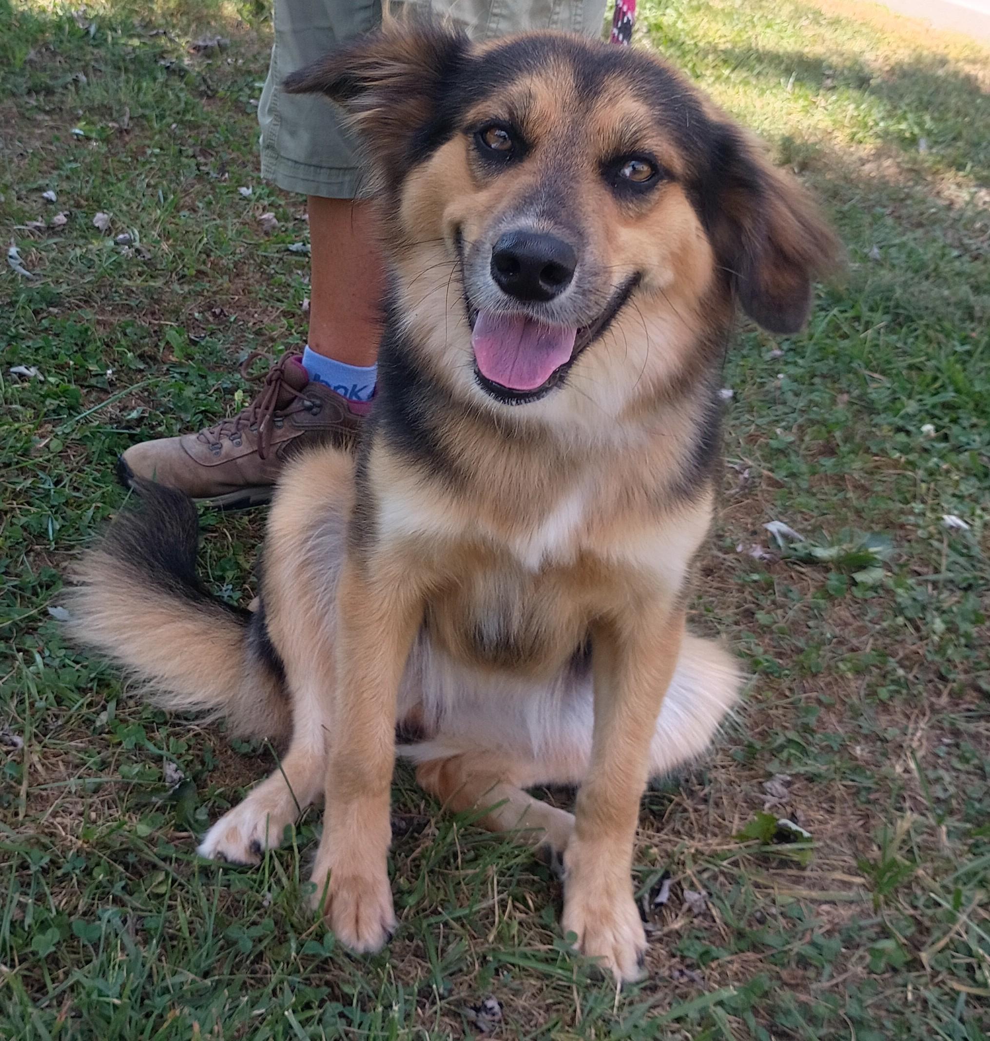 Enlarge Lucy, a Adopted mixed breed in Maynardville, TN image 1/1