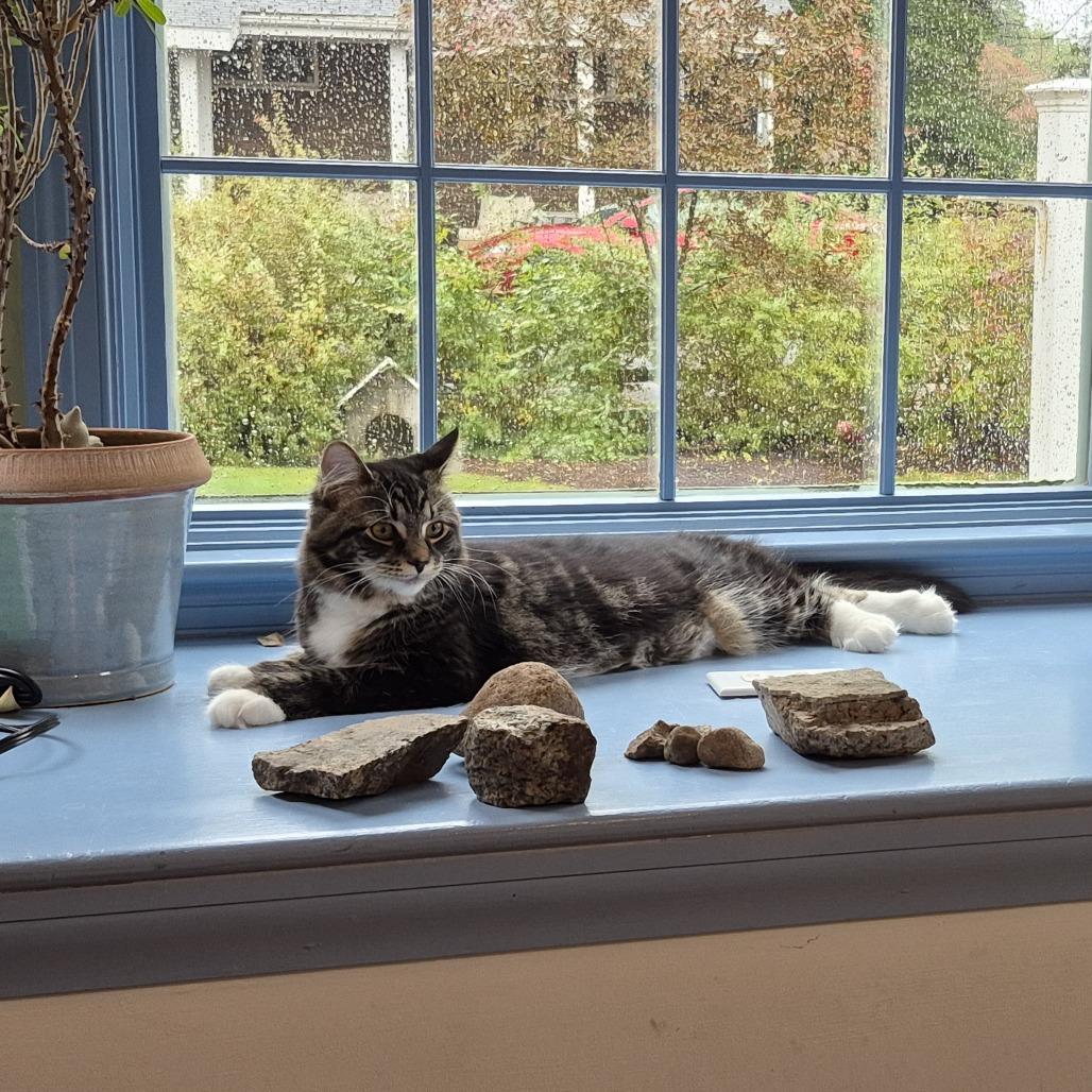 TJ (Thomas Jefferson), Adoptable, Young Female Domestic Medium Hair.