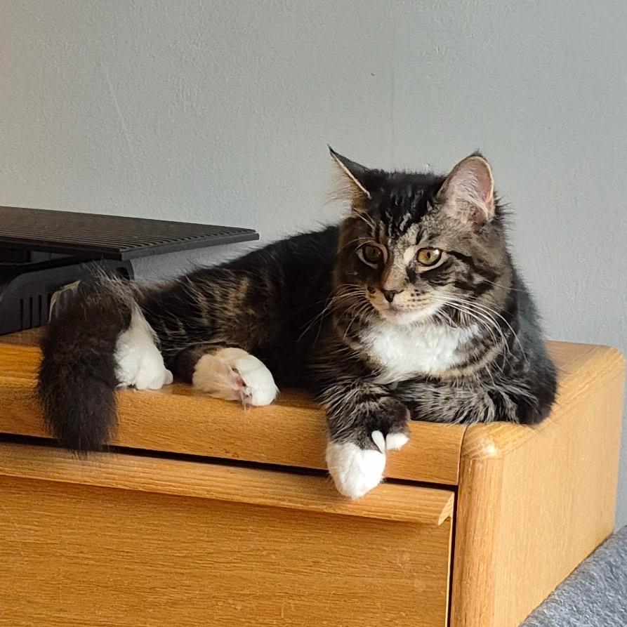 Enlarge TJ (Thomas Jefferson), a Adoptable Domestic Medium Hair in Wakefield, MA image 2/3