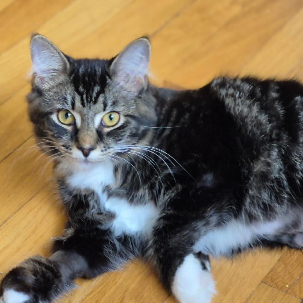 Enlarge TJ (Thomas Jefferson), a Adoptable Domestic Medium Hair in Wakefield, MA image 3/3