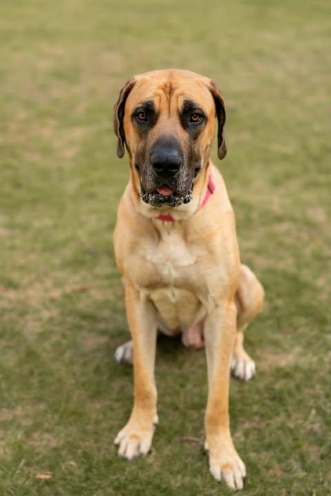 Enlarge Hemi, a ADOPTABLE mixed breed in Wichita Falls, TX image 1/4