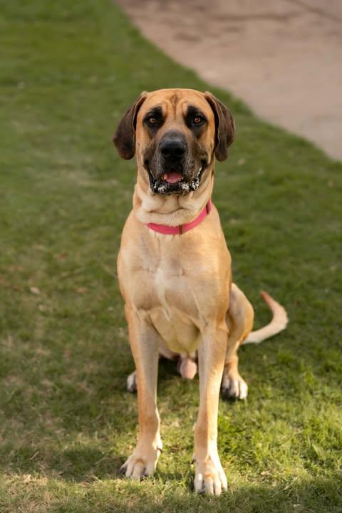 Enlarge Hemi, a ADOPTABLE mixed breed in Wichita Falls, TX image 4/4