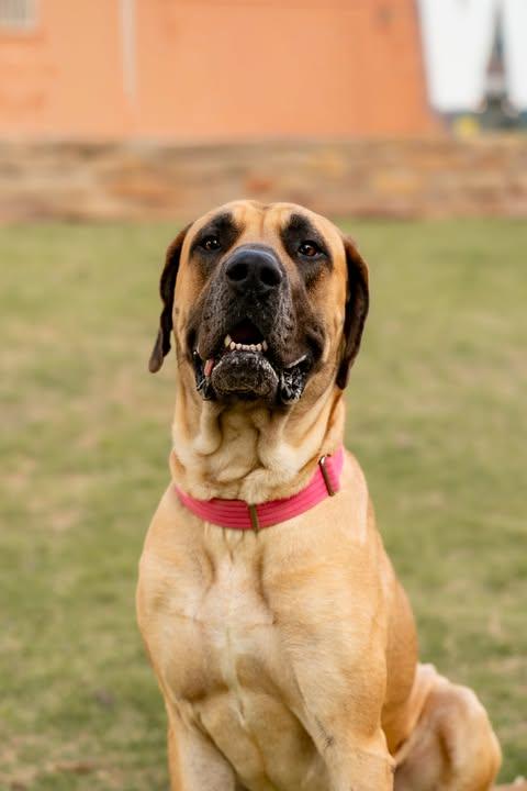 Enlarge Hemi, a ADOPTABLE mixed breed in Wichita Falls, TX image 2/4