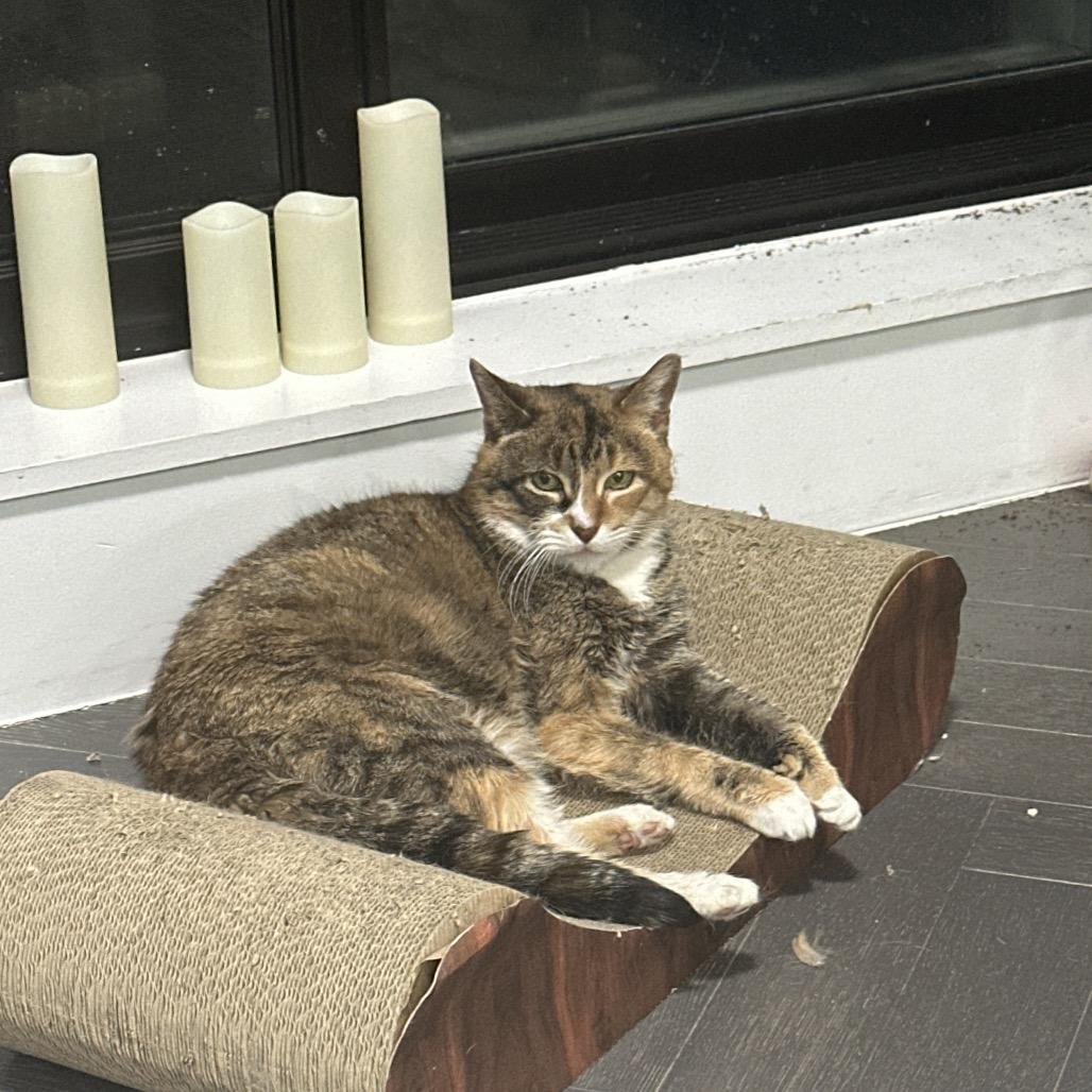 Patty Cake — thumbnail 2