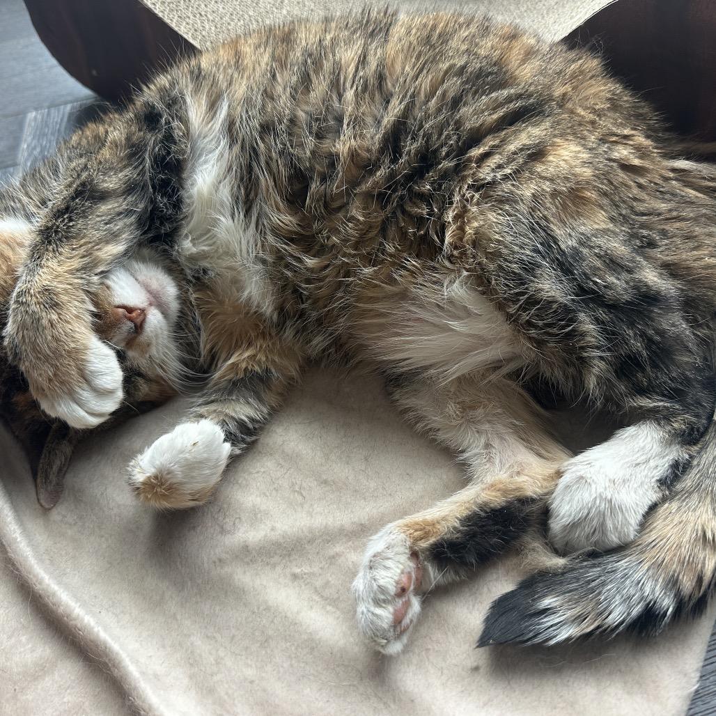 Patty Cake — thumbnail 3