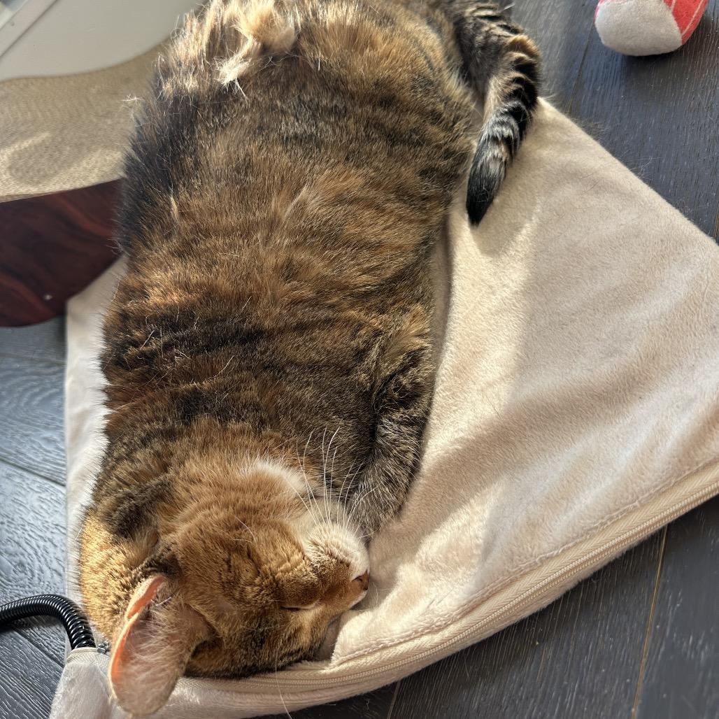 Patty Cake — thumbnail 4