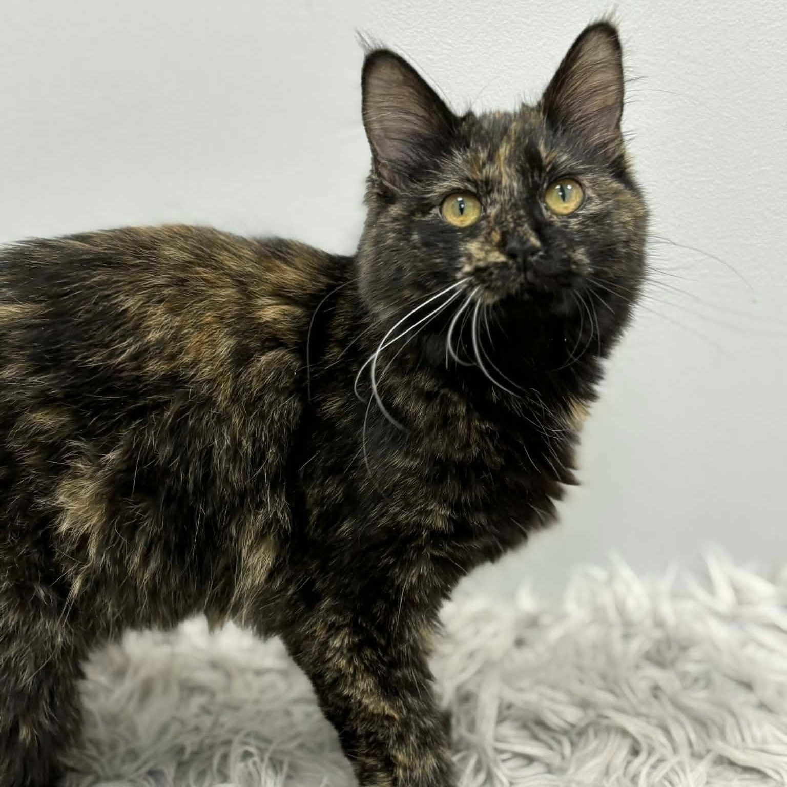 Lenore, adopted, Young Female Domestic Long Hair.