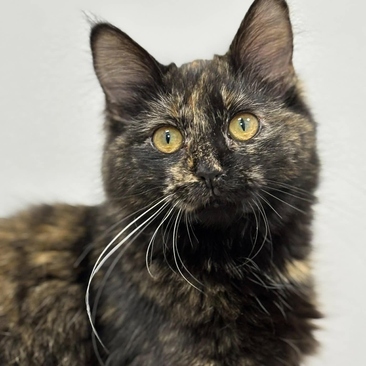 Enlarge Lenore, an adopted Domestic Long Hair in Effingham, IL image 3/3