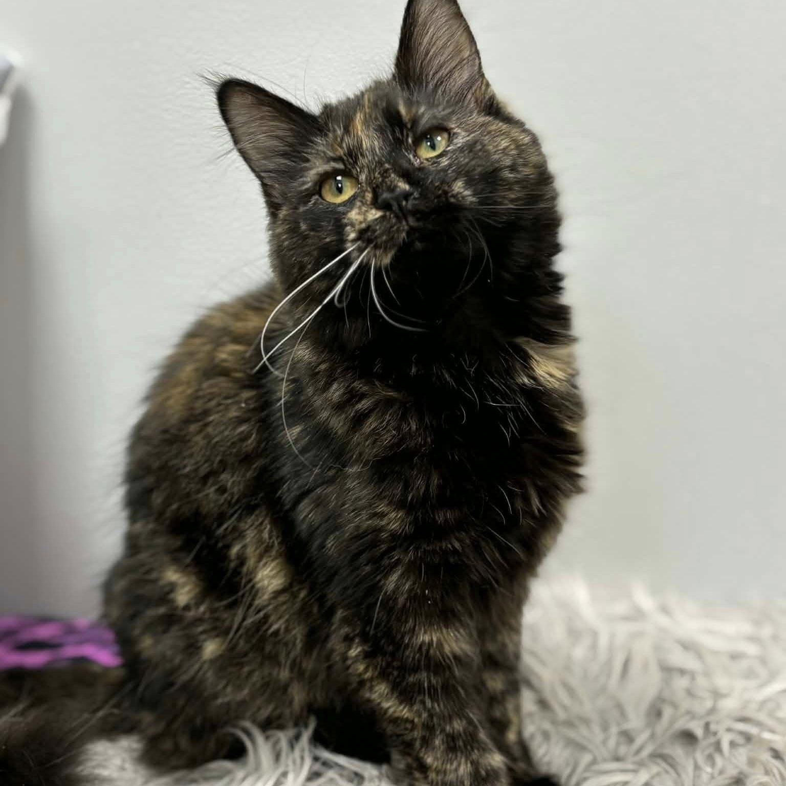 Enlarge Lenore, an adopted Domestic Long Hair in Effingham, IL image 2/3