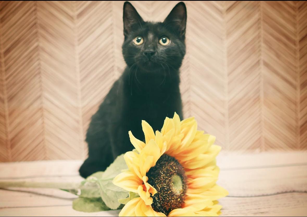 Marie, Young Female Domestic Short Hair