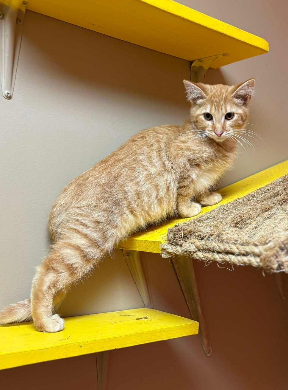 Cat for adoption Gayle, a Domestic Short Hair Mix in Maryville, MO