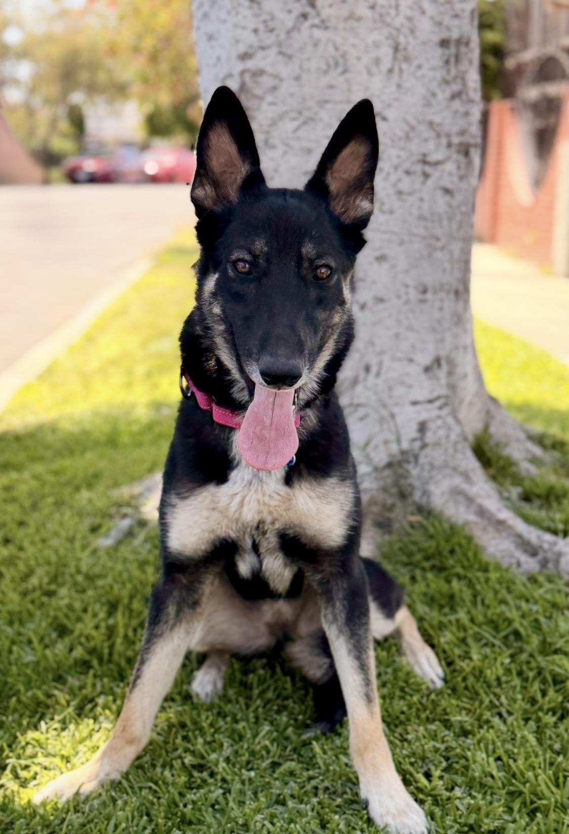 Spirit, a ADOPTABLE mixed breed in North Hollywood, CA image 2/5