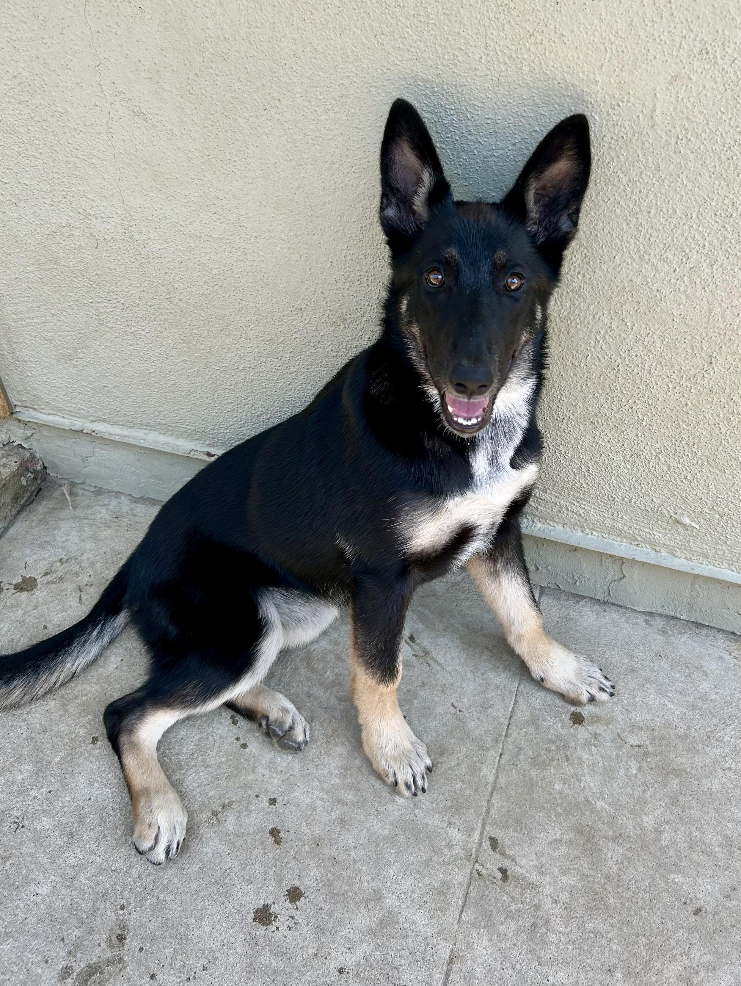 Enlarge Spirit, a ADOPTABLE mixed breed in North Hollywood, CA image 1/1