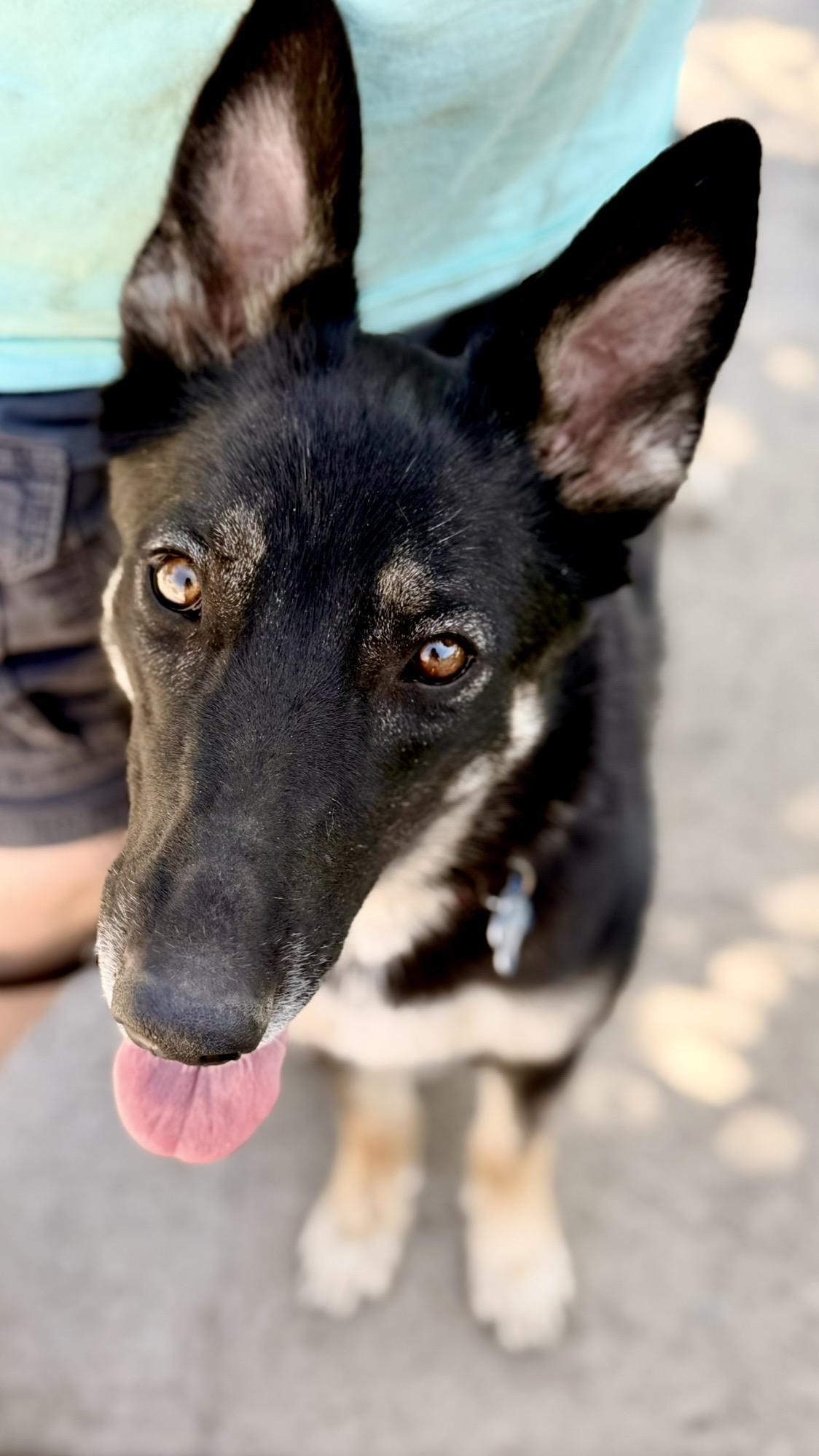 Spirit, a ADOPTABLE mixed breed in North Hollywood, CA image 3/5