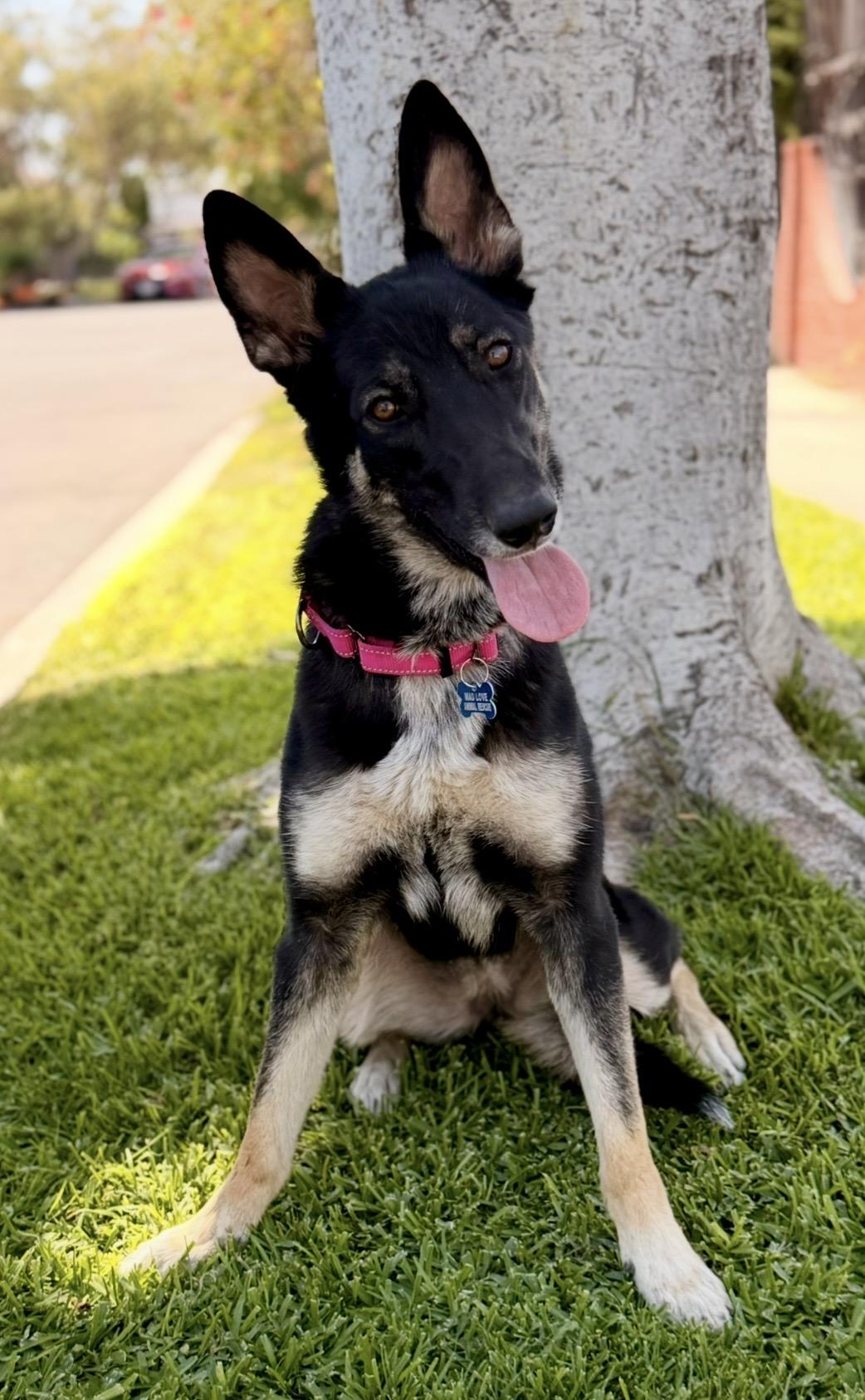 Spirit, a ADOPTABLE mixed breed in North Hollywood, CA image 1/5