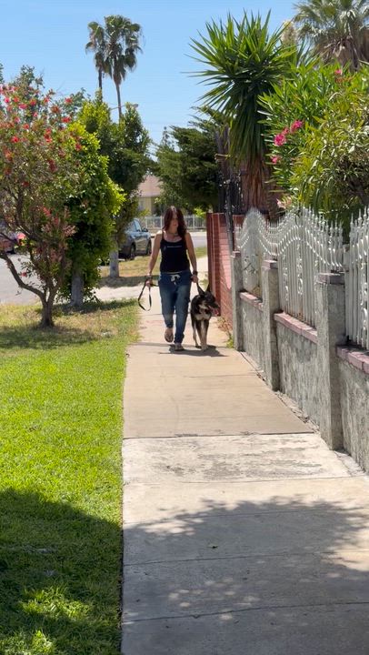 Enlarge Spirit, a ADOPTABLE mixed breed in North Hollywood, CA video 4/5
