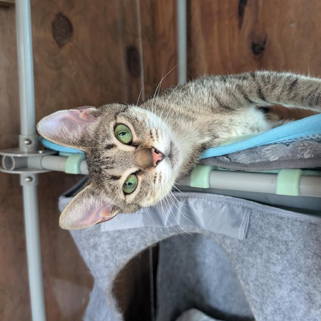 Enlarge Alani, a Adoptable American Shorthair in Freeport, FL image 1/6