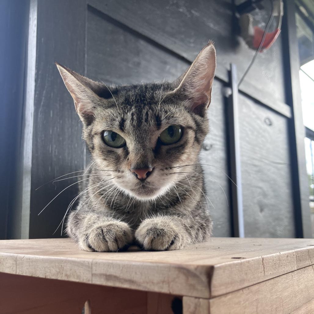 Enlarge Alani, a Adoptable American Shorthair in Freeport, FL image 2/6