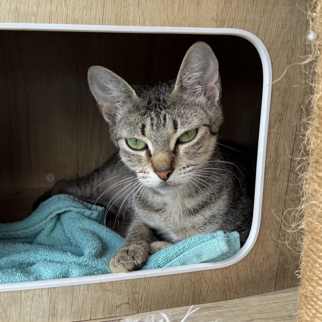 Enlarge Alani, a Adoptable American Shorthair in Freeport, FL image 3/6