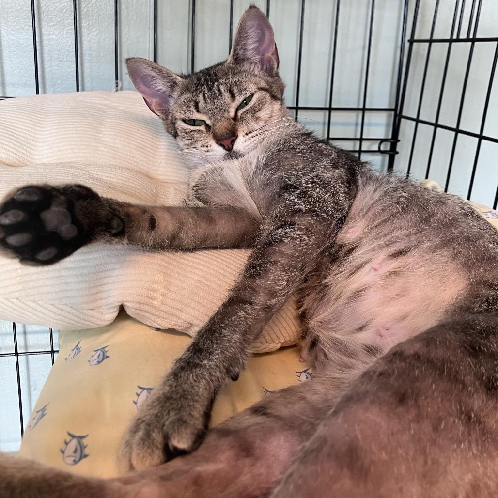 Enlarge Alani, a Adoptable American Shorthair in Freeport, FL image 4/6