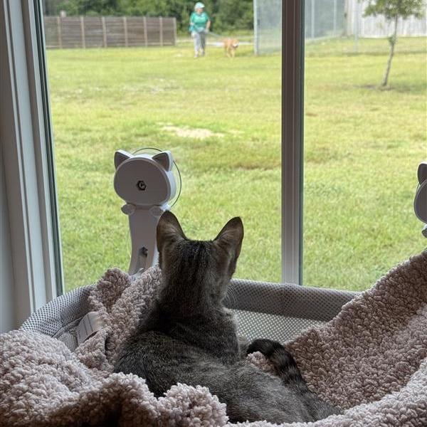 Enlarge Alani, a Adoptable American Shorthair in Freeport, FL image 5/6