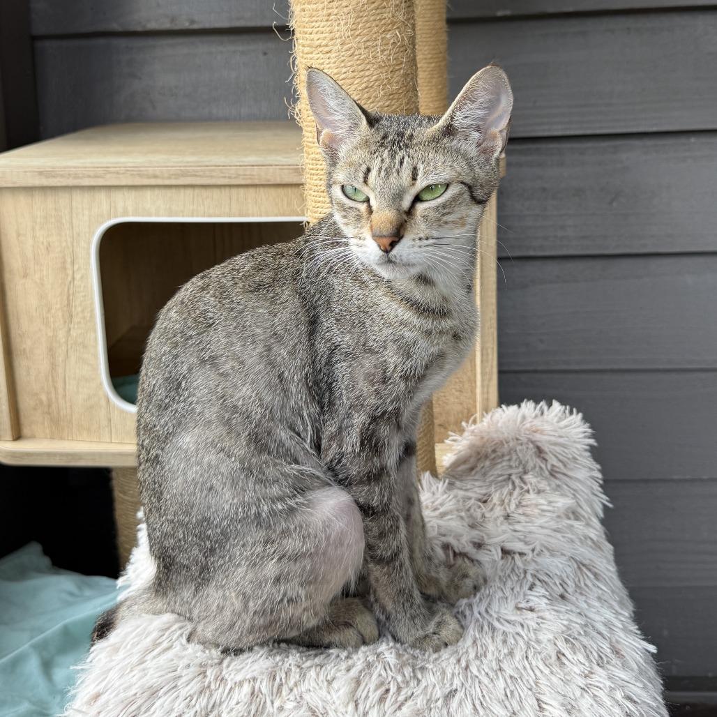 Enlarge Alani, a Adoptable American Shorthair in Freeport, FL image 6/6