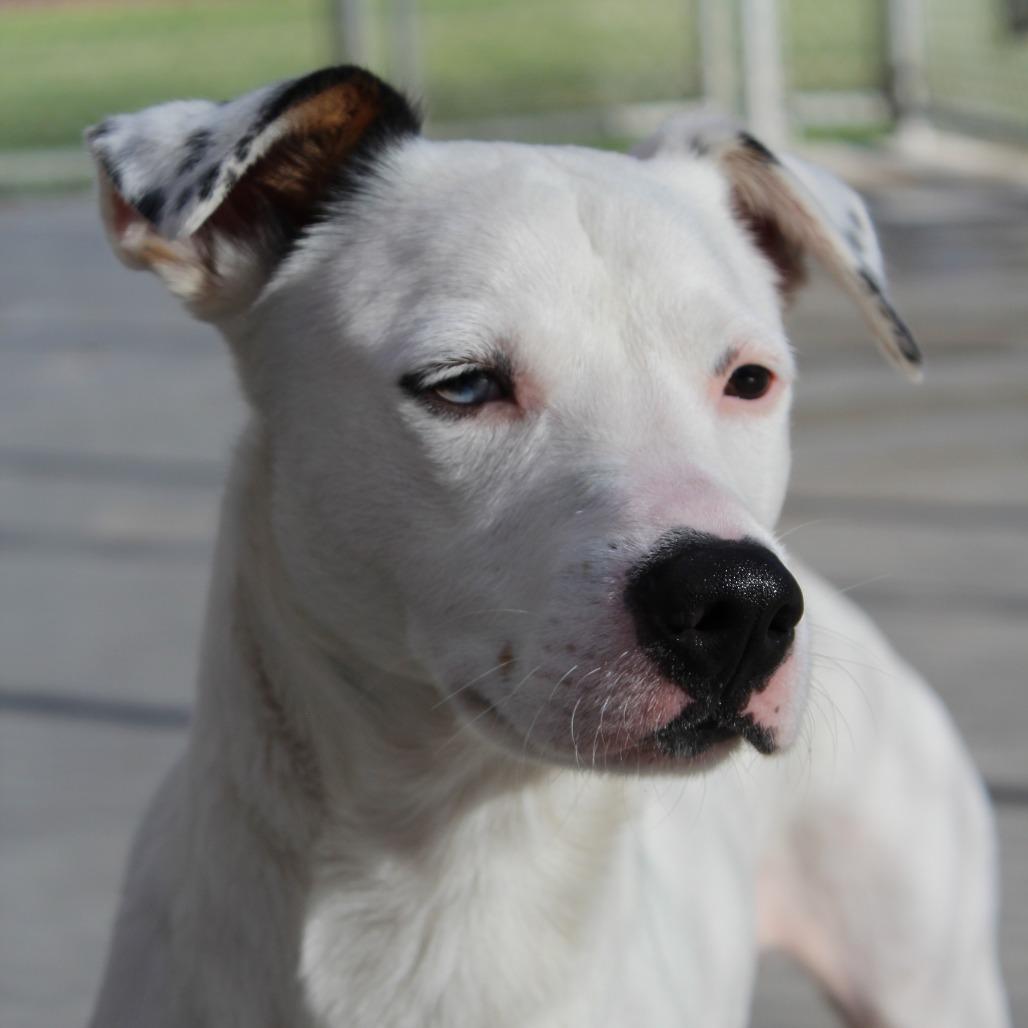 Huckleberry, a Adoptable Mixed Breed in McPherson, KS image 5/6