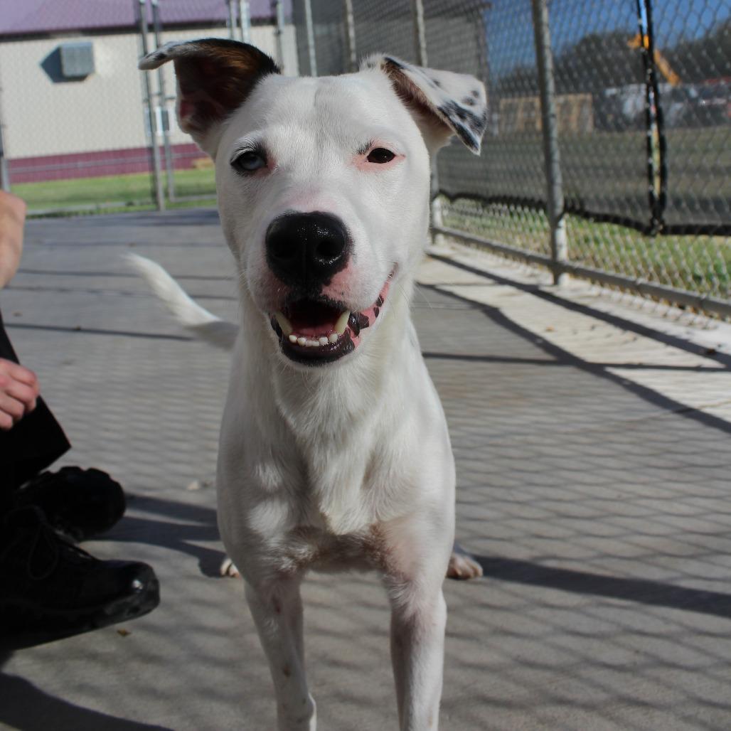 Huckleberry, a Adoptable Mixed Breed in McPherson, KS image 6/6