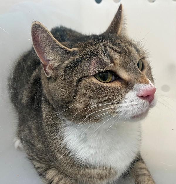 Fogwhisker, Adoptable, Adult Female Domestic Short Hair.