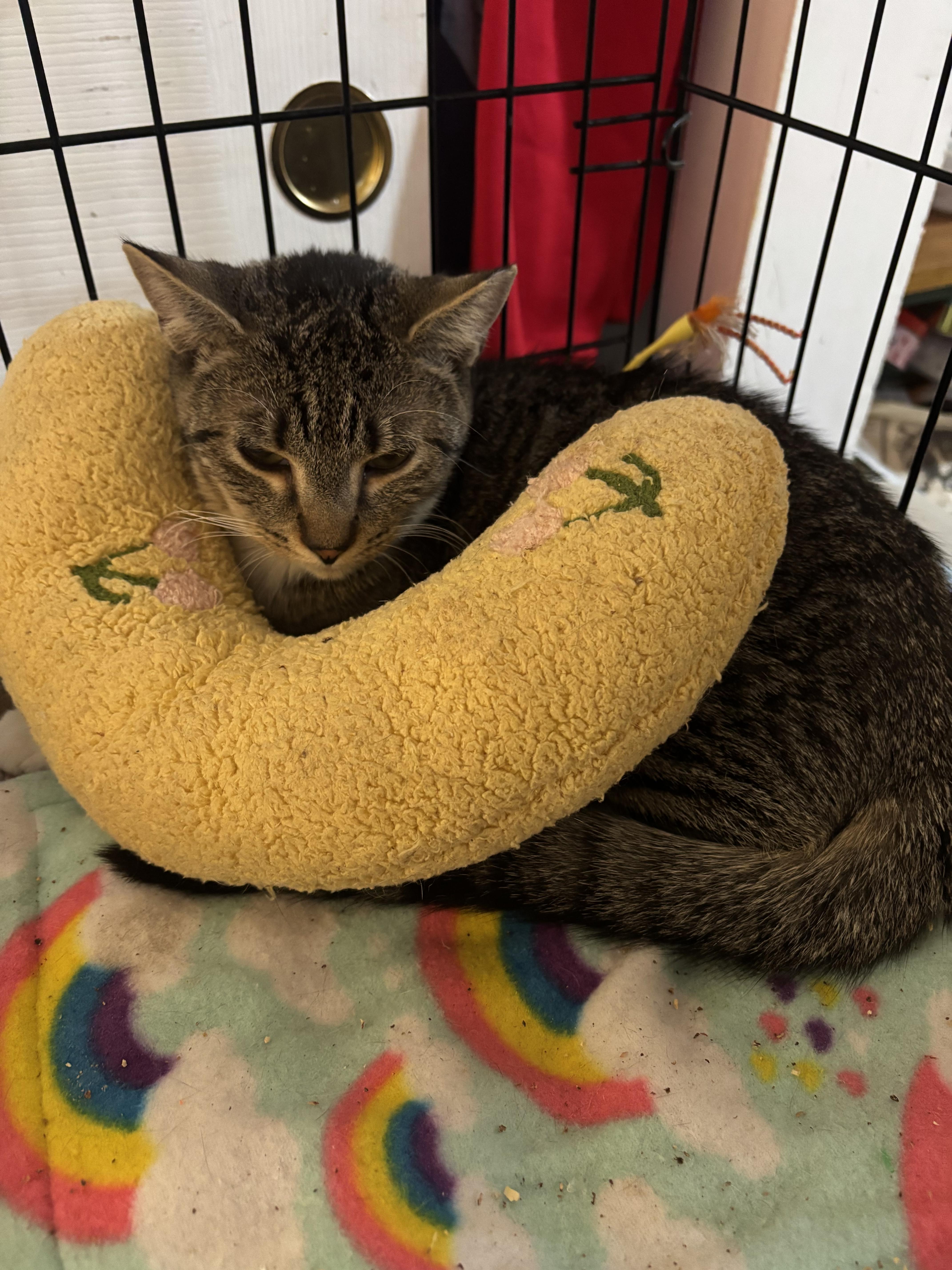 Enlarge Wally, a Adoptable Domestic Medium Hair in Brick, NJ image 1/3