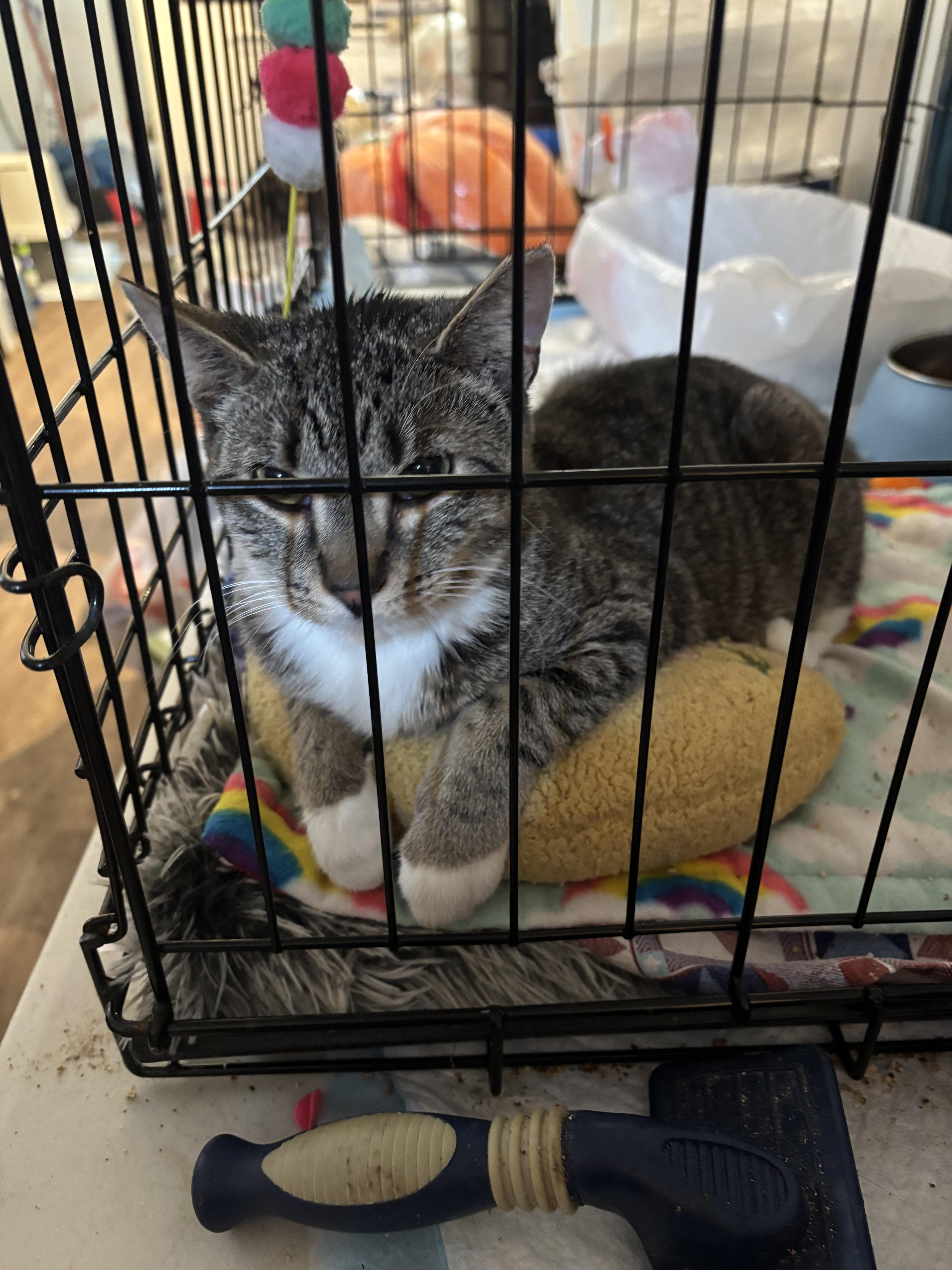 Enlarge Wally, a Adoptable Domestic Medium Hair in Brick, NJ image 2/3