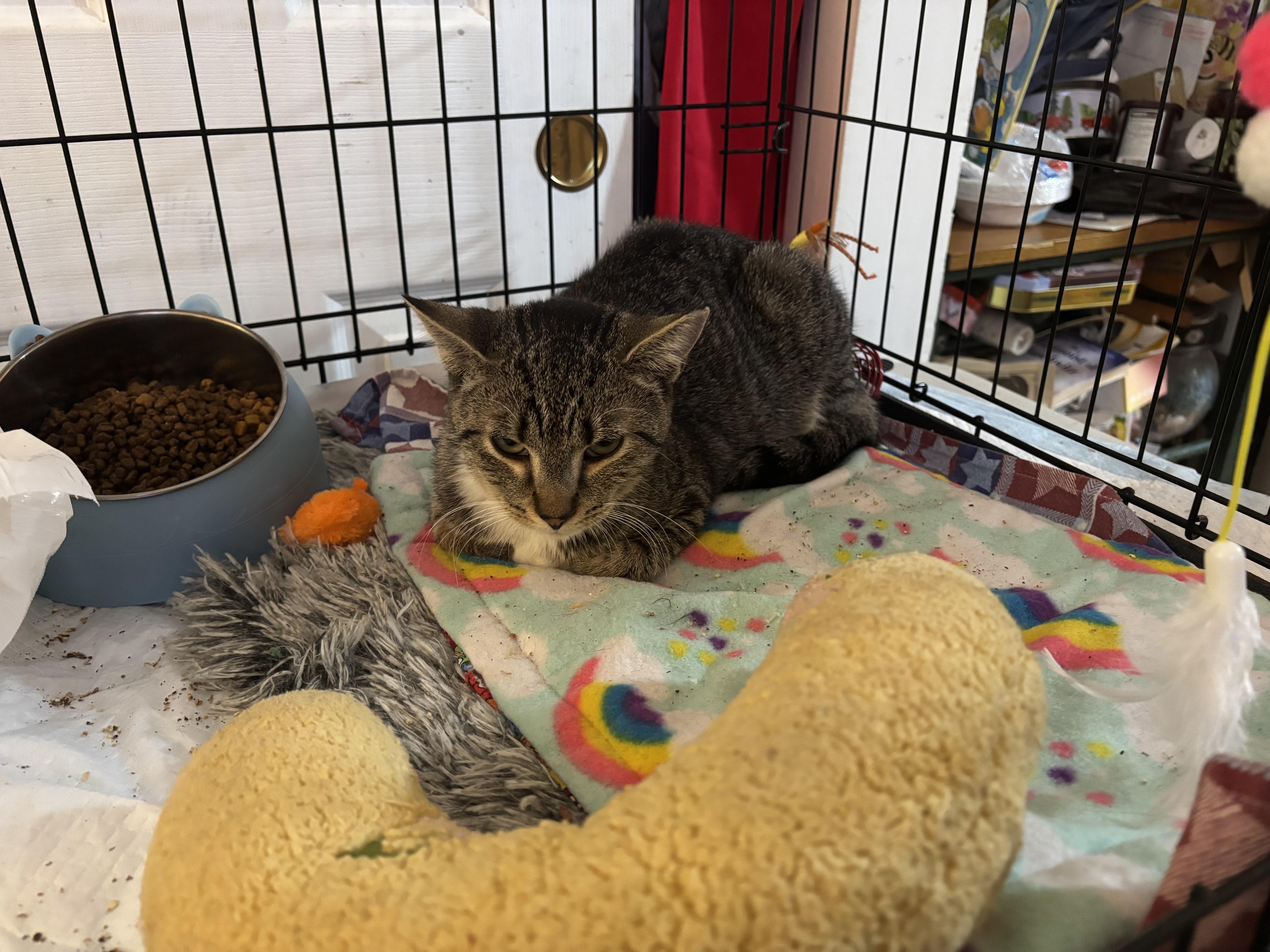 Enlarge Wally, a Adoptable Domestic Medium Hair in Brick, NJ image 3/3