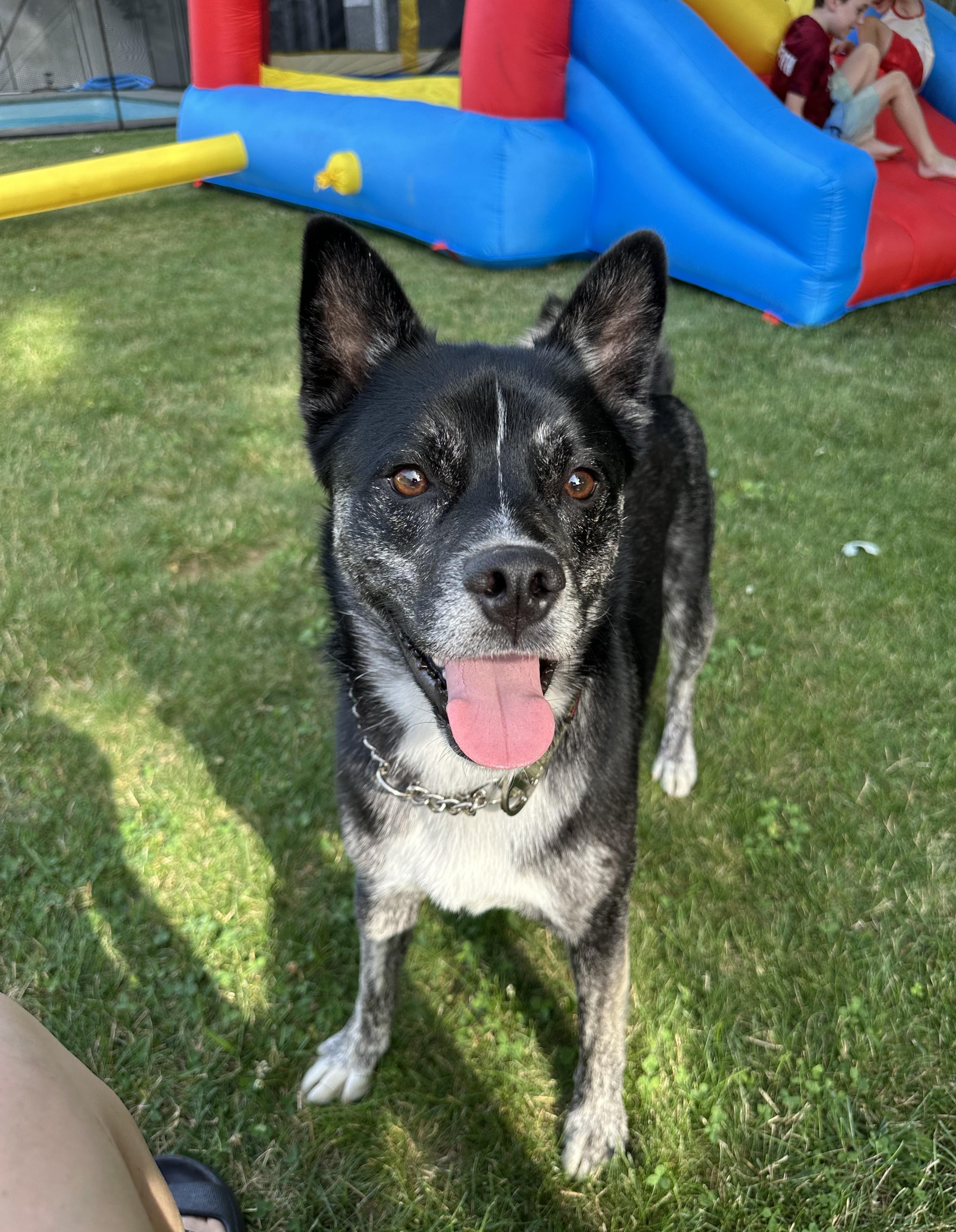 Ralph (guest dog), a ADOPTABLE Mixed Breed in Albany, NY image 3/6