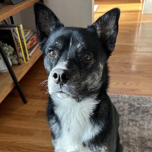 Ralph (guest dog), ADOPTABLE, Adult Male Mixed Breed.