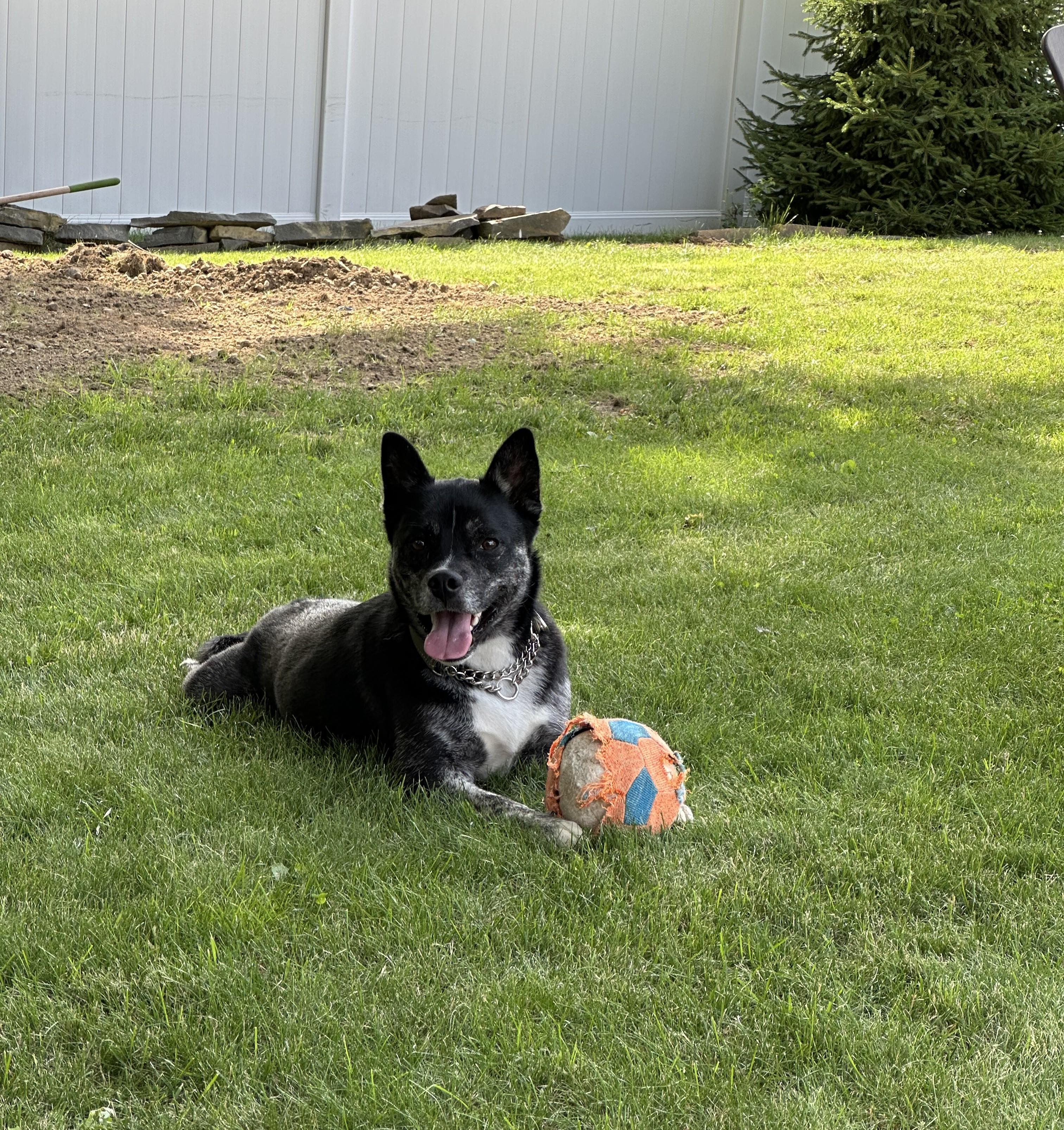 Ralph (guest dog), a ADOPTABLE Mixed Breed in Albany, NY image 4/6