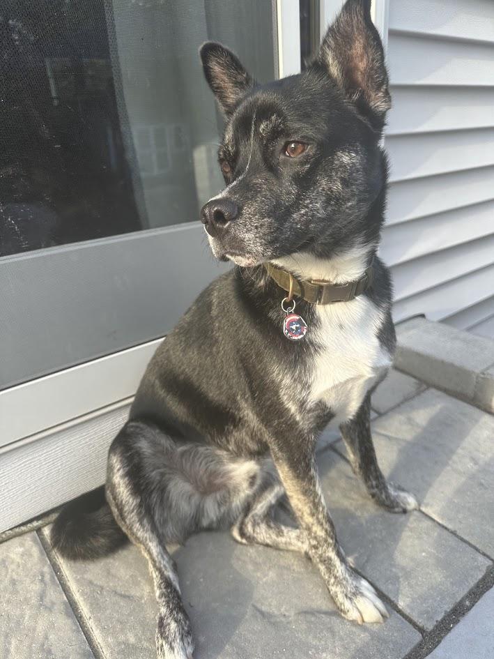 Enlarge Ralph (guest dog), a ADOPTABLE Mixed Breed in Albany, NY image 3/4