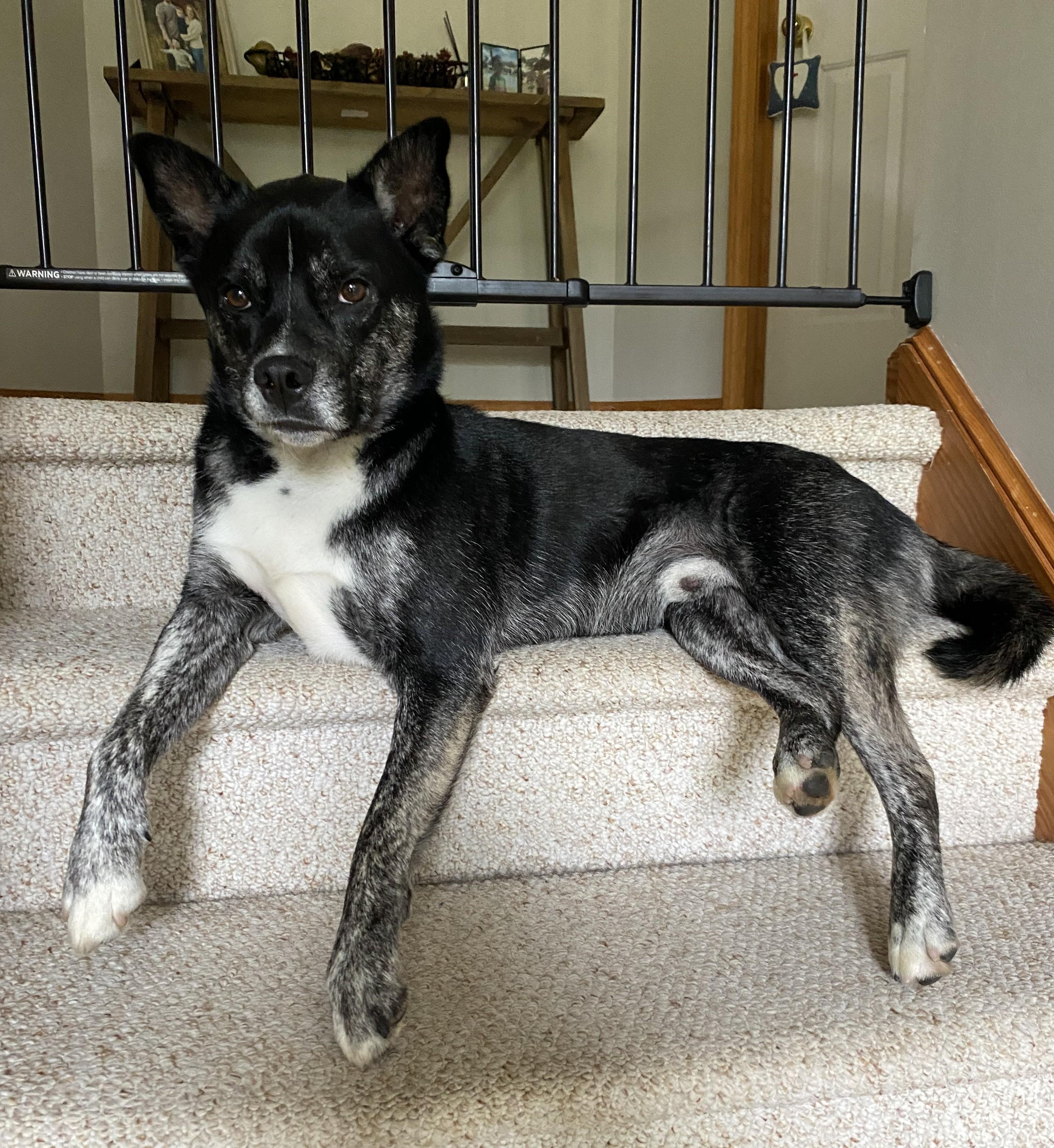 Ralph (guest dog), a ADOPTABLE Mixed Breed in Albany, NY image 2/6