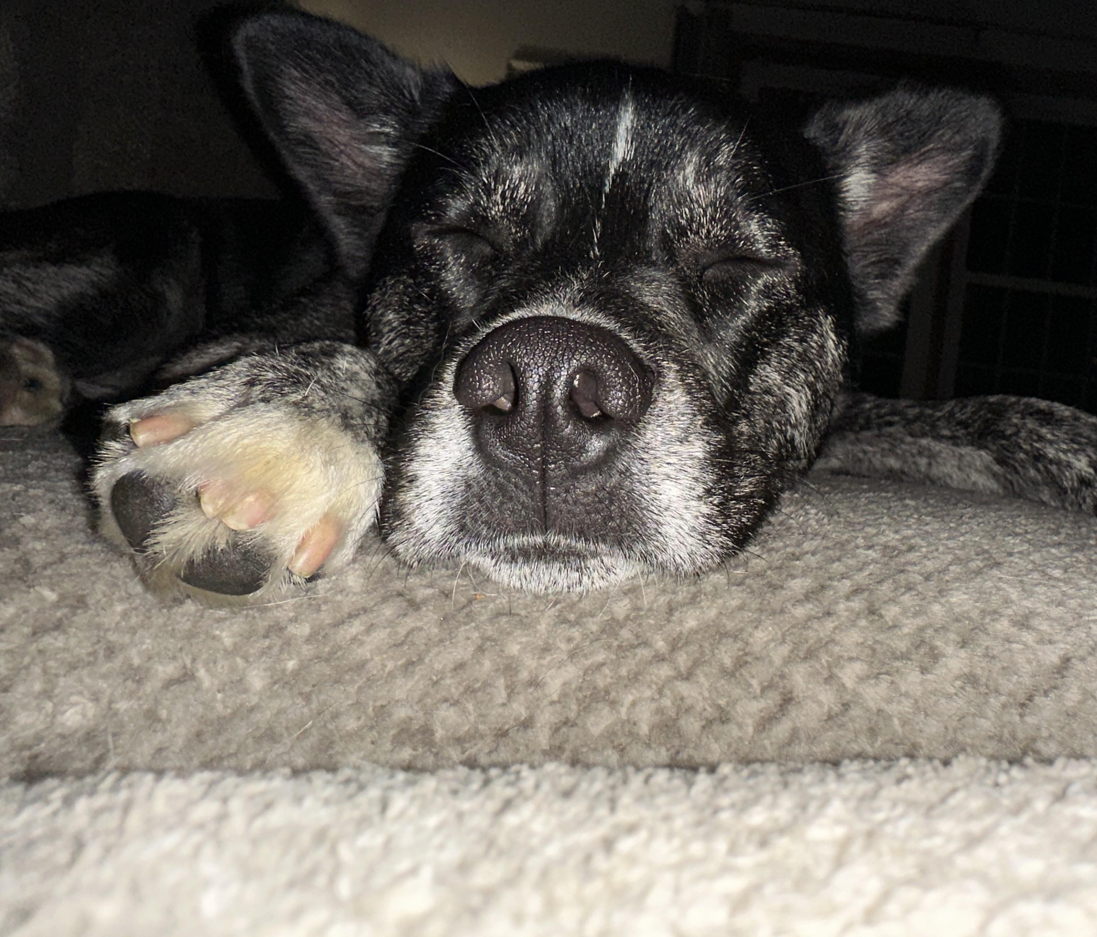 Ralph (guest dog), a ADOPTABLE Mixed Breed in Albany, NY image 6/6