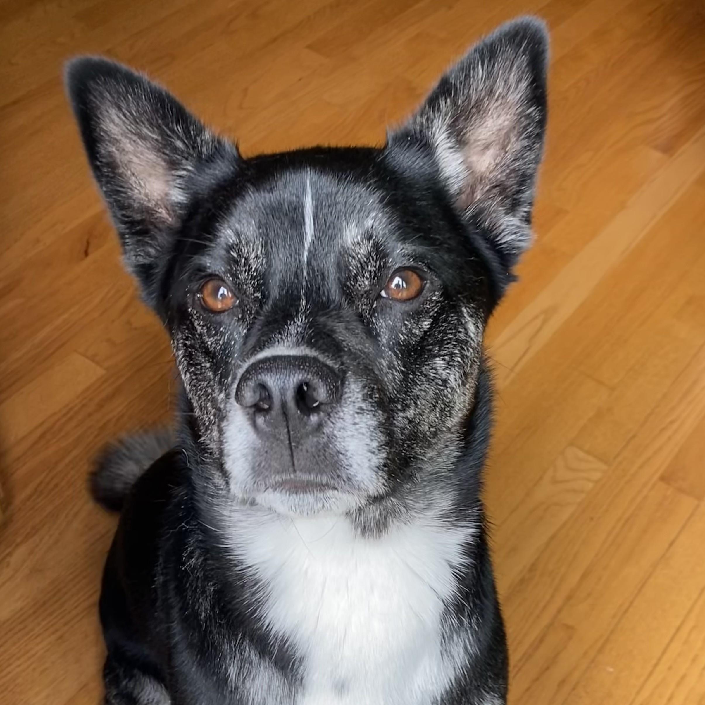 Ralph (guest dog), a ADOPTABLE Mixed Breed in Albany, NY image 1/6