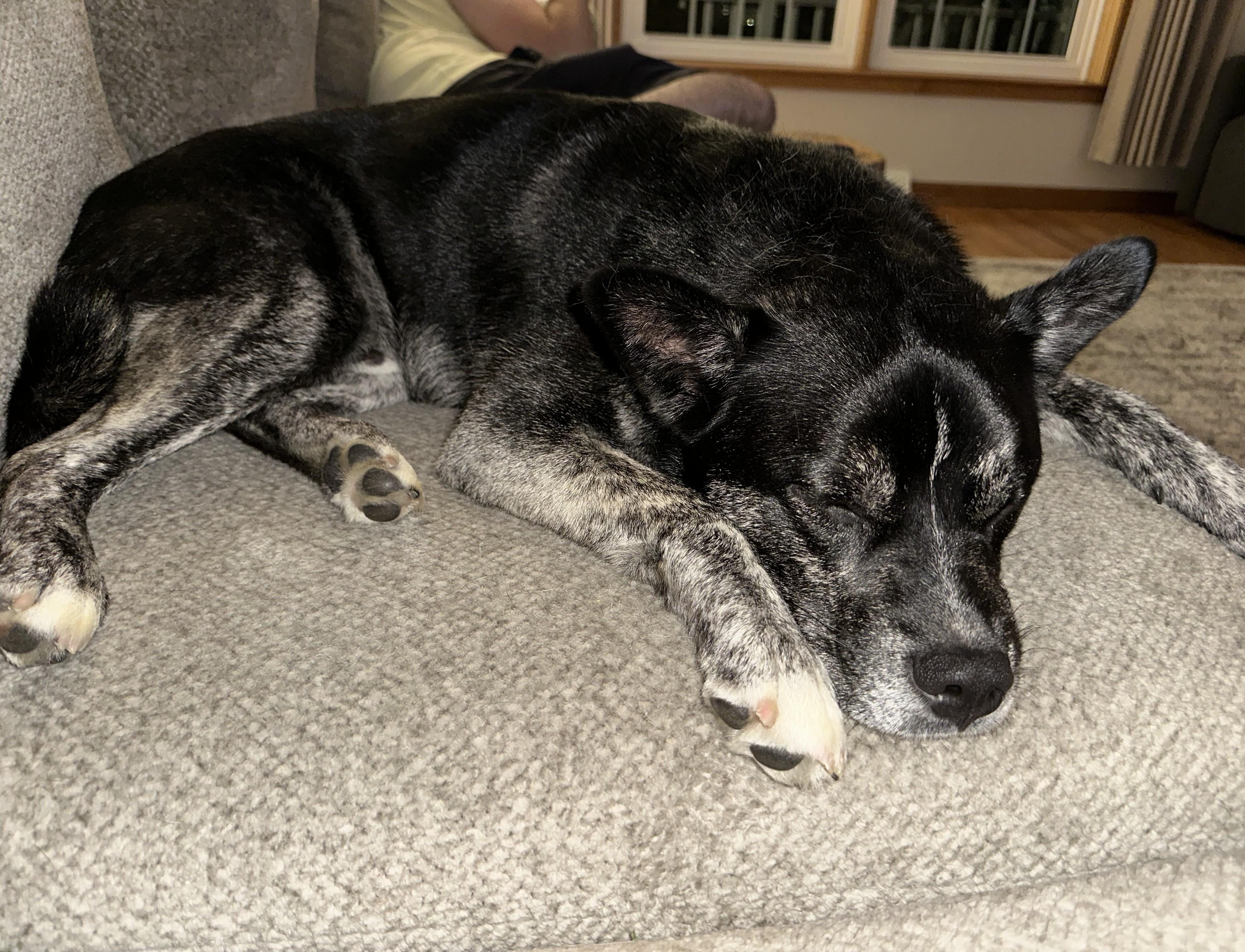 Ralph (guest dog), a ADOPTABLE Mixed Breed in Albany, NY image 5/6