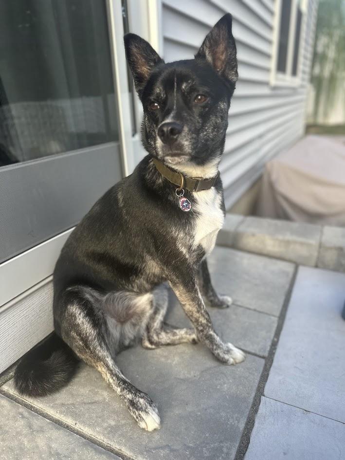 Enlarge Ralph (guest dog), a ADOPTABLE Mixed Breed in Albany, NY image 2/4