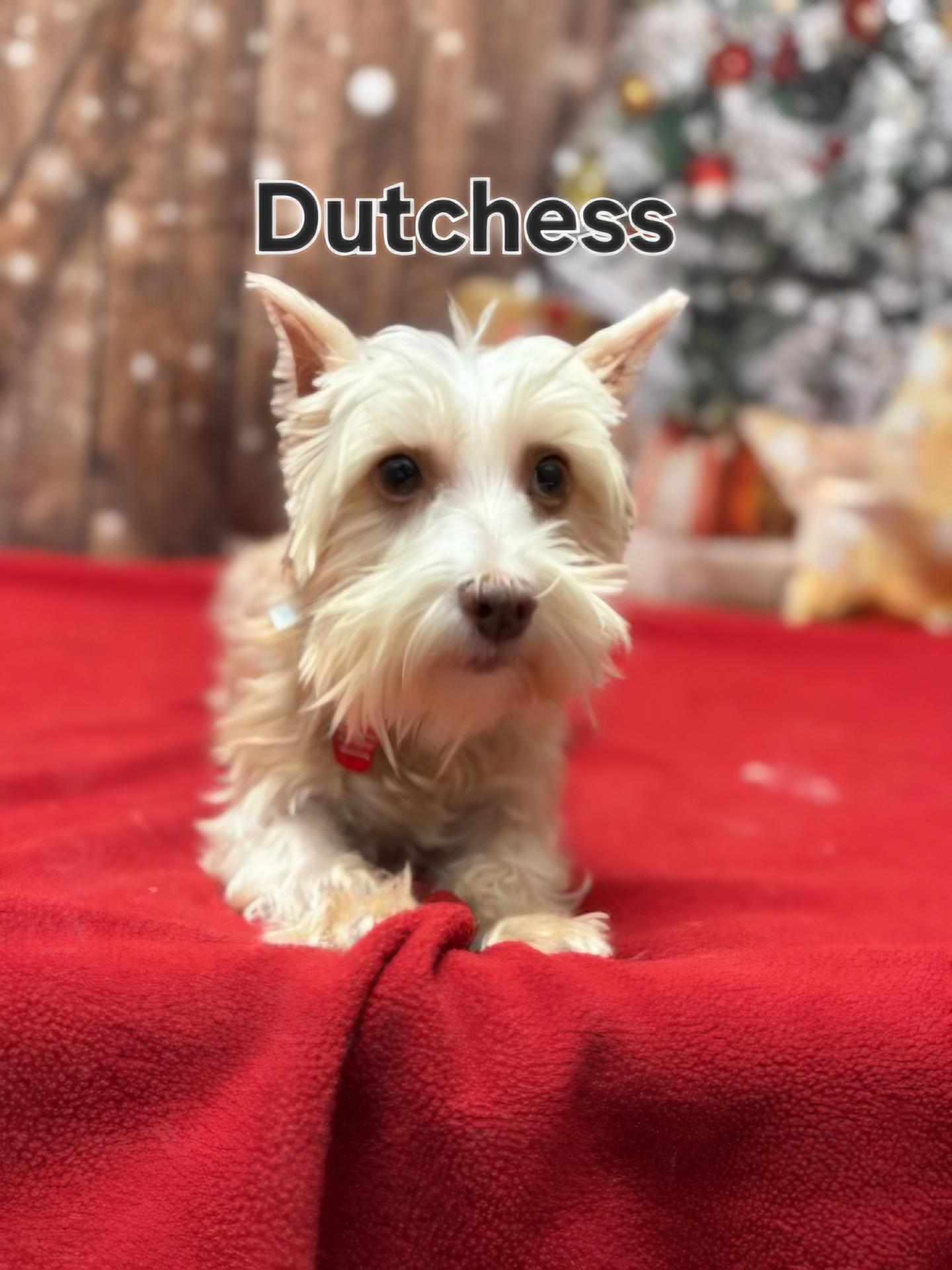 Enlarge Dutchess, a Adoptable Miniature Schnauzer in West Valley, UT image 1/2