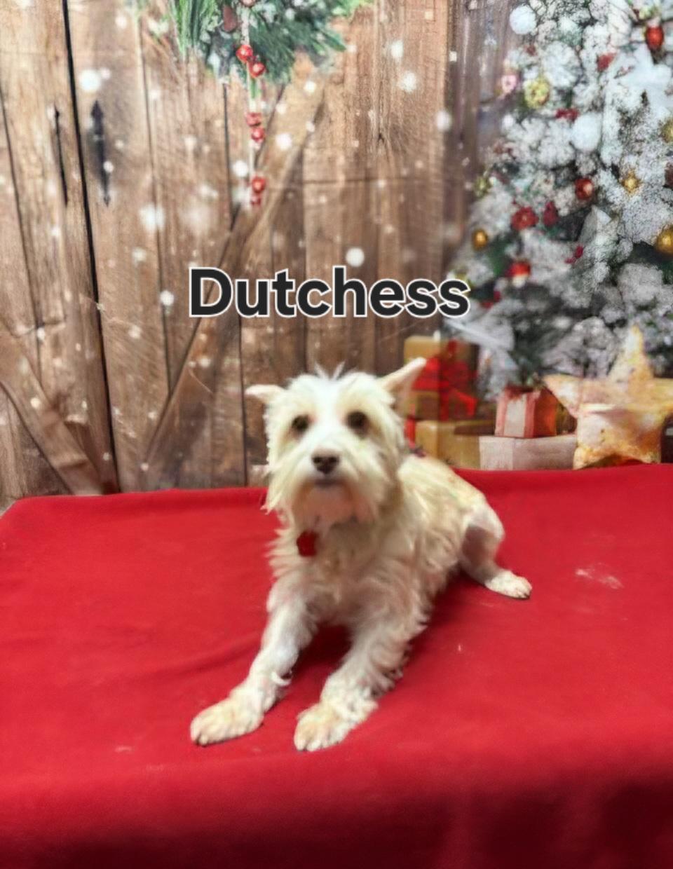 Enlarge Dutchess, a Adoptable Miniature Schnauzer in West Valley, UT image 2/2