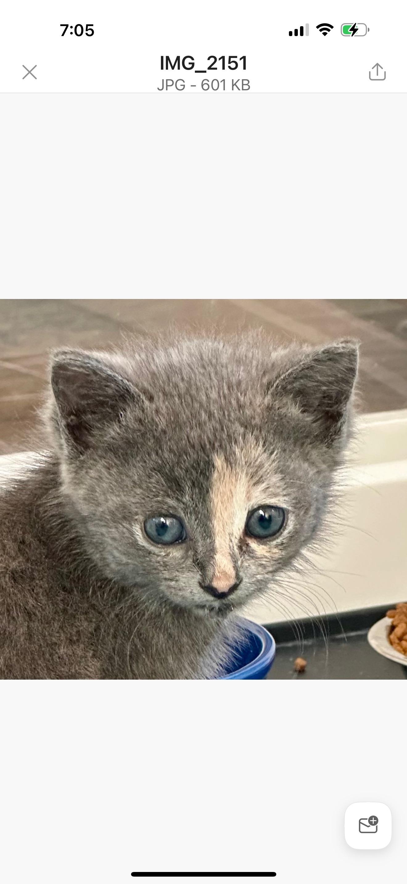 Enlarge Ash, a Adoptable Domestic Short Hair in Houston, TX image 1/2