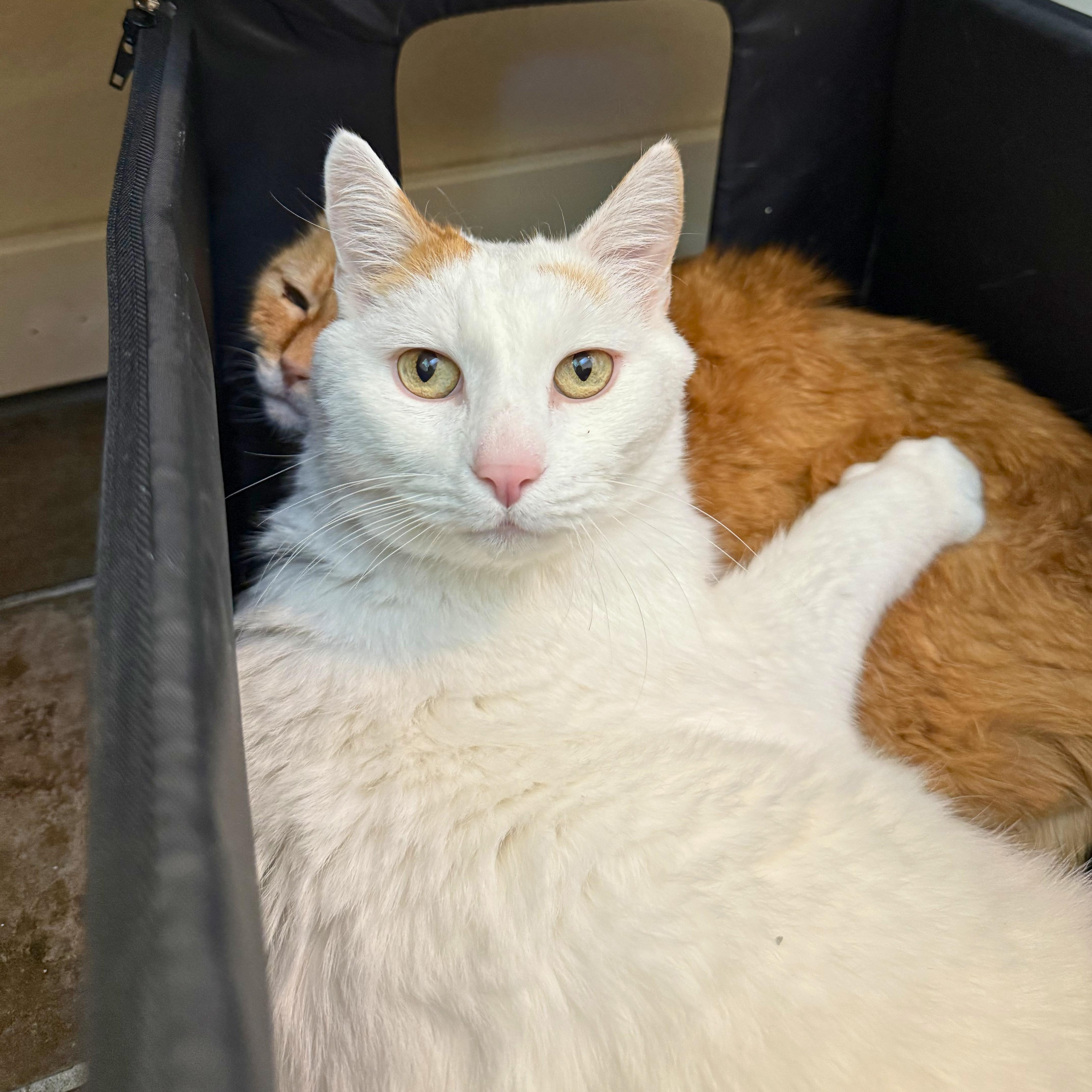 Enlarge Puff, a Adoptable Domestic Short Hair in Ridgway, CO image 2/5