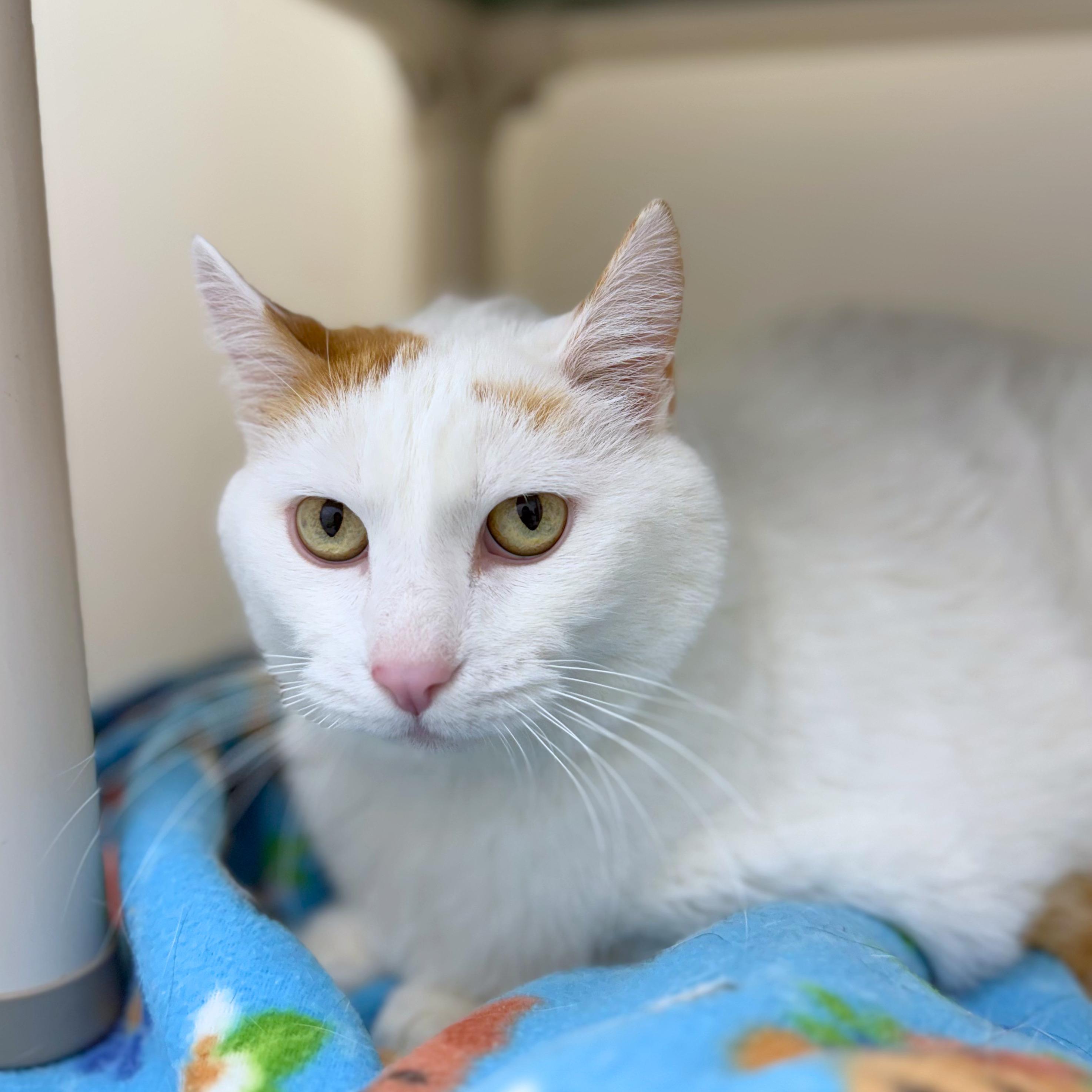 Enlarge Puff, a Adoptable Domestic Short Hair in Ridgway, CO image 3/5