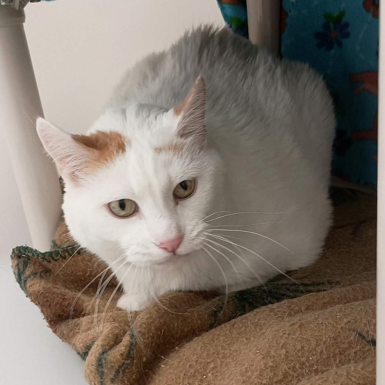 Enlarge Puff, a Adoptable Domestic Short Hair in Ridgway, CO image 5/5