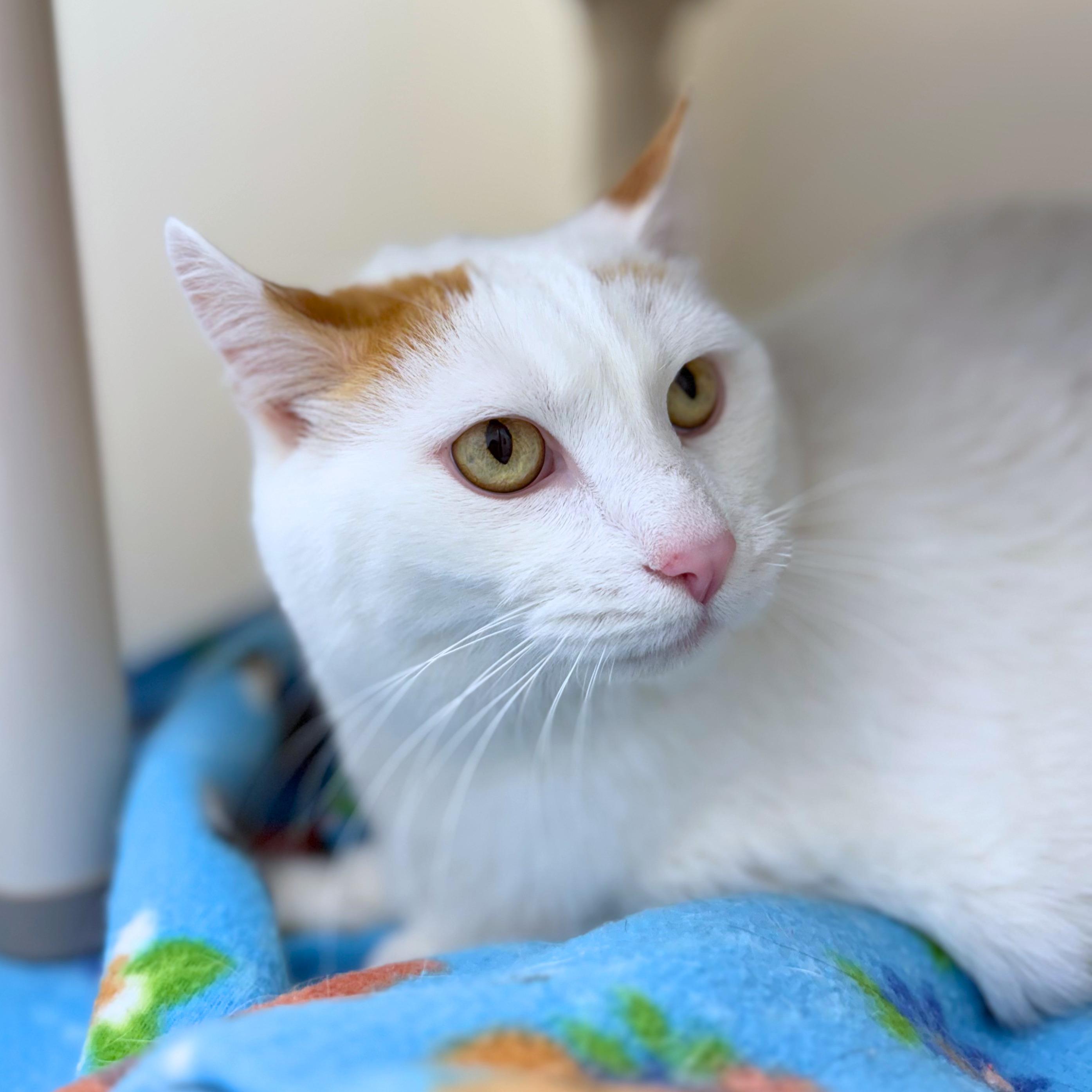 Enlarge Puff, a Adoptable Domestic Short Hair in Ridgway, CO image 4/5
