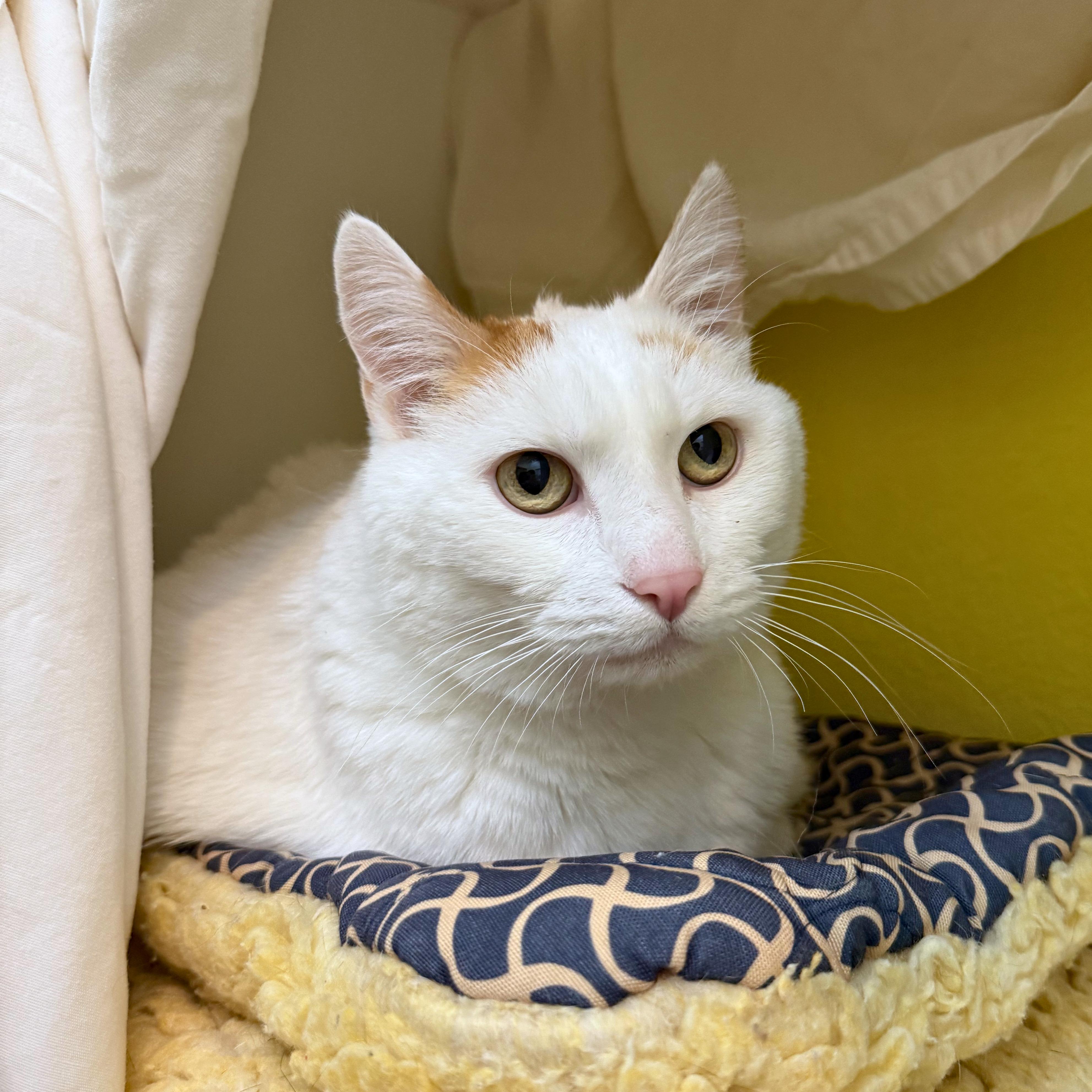 Puff, Adoptable, Adult Male Domestic Short Hair.