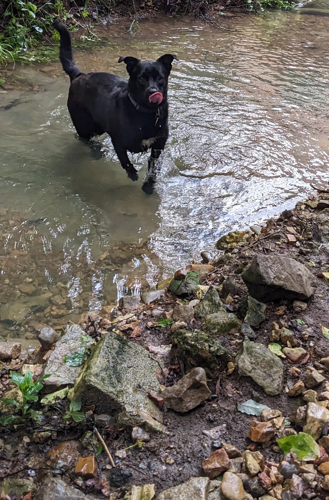 Margaret, Adoptable, Young Female Australian Cattle Dog / Blue Heeler.